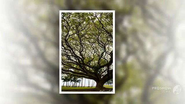 Albizia - garden plants смотреть онлайн