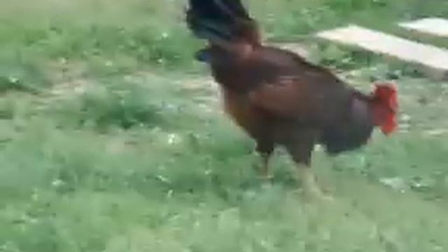 Duck Attacks Roster смотреть онлайн