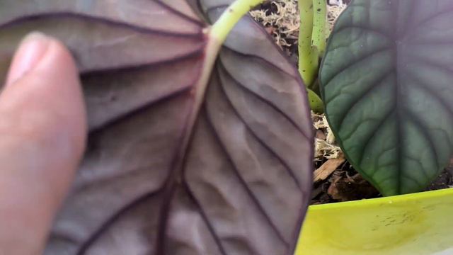 Nebula Imperialis - Alocasia Linda Exuberante E Super Decorativa - Da Minha Coleção