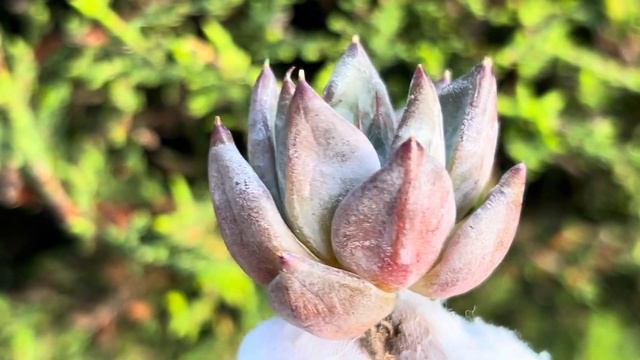 Echeveria ‘Tremolo’ смотреть онлайн