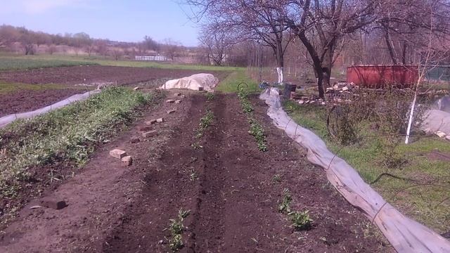 прополка и окучивание картофеля насадкой на бензо косу смотреть онлайн