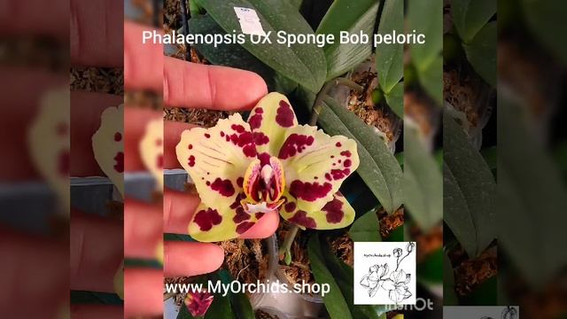 Phalaenopsis OX Sponge Bob (peloric 2 eyes) смотреть онлайн