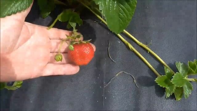 МАГНУС - очень поздний сорт, "родственник" Мальвины! смотреть онлайн