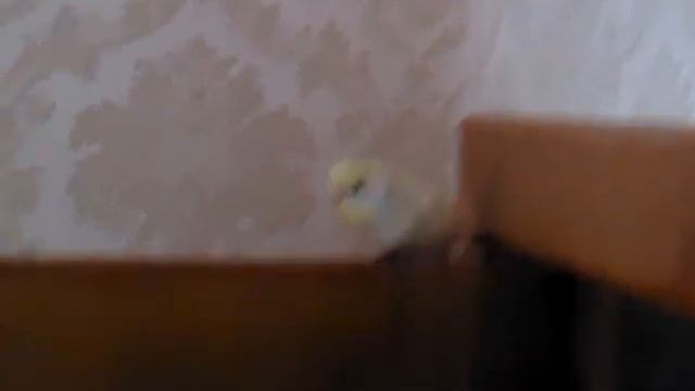 Волнистик поёт (мини видео) смотреть онлайн