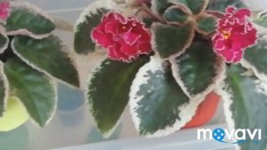 Цветение фиалок! Мои цветущие фиалки ЛЕ- Полина Виардо.//Делюсь красотой!!!