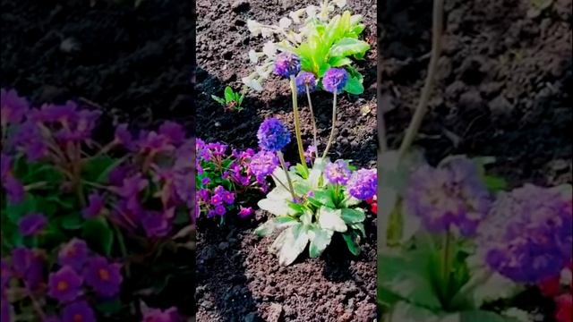 первоцветы 2 1 смотреть онлайн