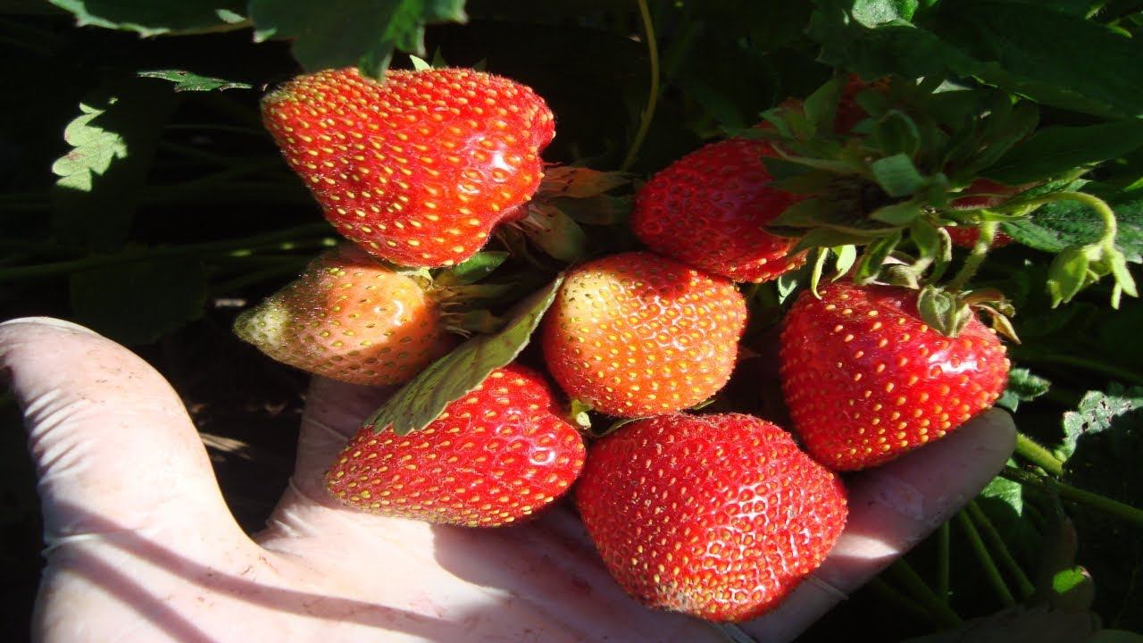 ЧЕМ ПОДКОРМИТЬ КЛУБНИКУ (ЗЕМЛЯНИКУ) ПОСЛЕ ПЛОДОНОШЕНИЯ ЧТОБЫ ПОЛУЧИТЬ ВЫСОКИЙ УРОЖАЙ . смотреть онлайн