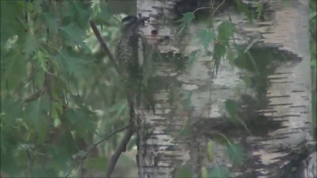 Дятел в нашем палисаднике. Woodpecker. Саскачеван. Канада.