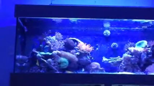 xanthichthys auromarginatus possible spawning смотреть онлайн