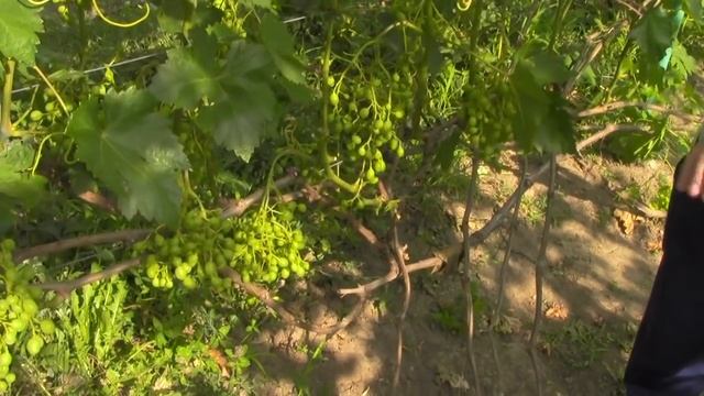 @Завязь винограда после применения флорона Виноград 2019 смотреть онлайн
