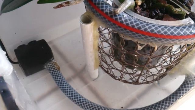 Prototype Orchidee смотреть онлайн
