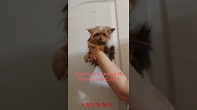 Супер-мини йорк!!! Взрослый вес 1 кг - больше не вырастет!!!!! смотреть онлайн