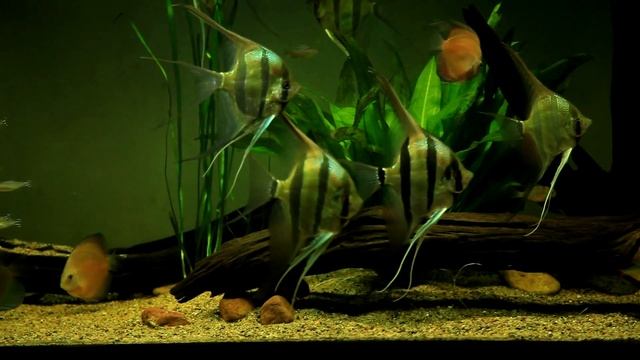 Pterophyllum Altum in HD update October 2016 смотреть онлайн