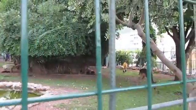 Зоопарк в Будве на автобусной станции смотреть онлайн