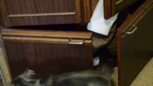 НА КОТА УПАЛИ ВЕЩИ ИЗ ШКАФА УГАР смотреть онлайн