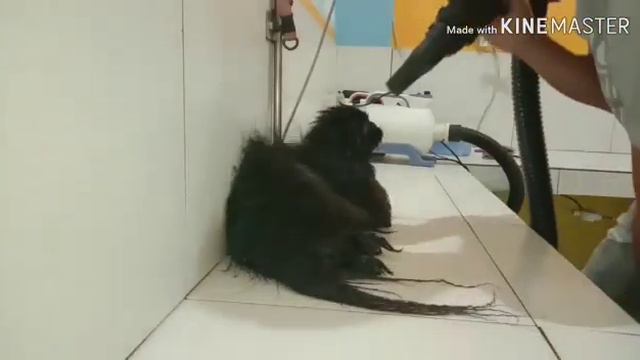 Grooming black pekingese смотреть онлайн