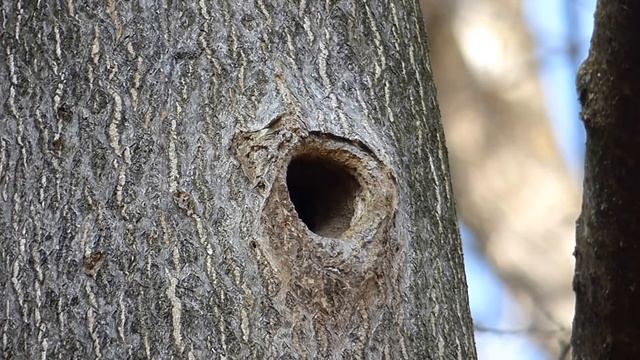 Ptice Hrvatske - Brgljez (Sitta europaea) (Birds of Croatia - Nuthatch) (3/9) смотреть онлайн