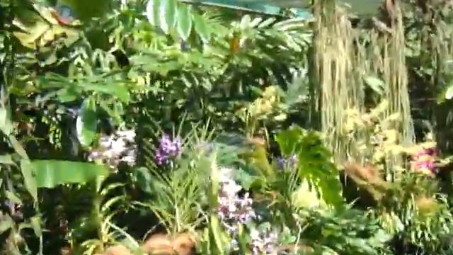 Jardin de Orquideas en Singapur - Turansa.com смотреть онлайн