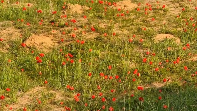 Насладитесь земным РАЕМ!/ цветет ветреница/анемоны/ смотреть онлайн