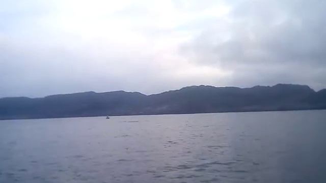 Дельфины, Баренцево море. смотреть онлайн