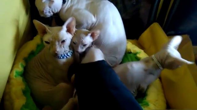 Выставка (тяжелых нар)котиков СЕГОДНЯ! Сфинксы. смотреть онлайн