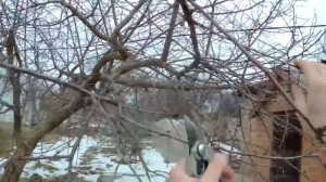 Зимняя обрезка вишни