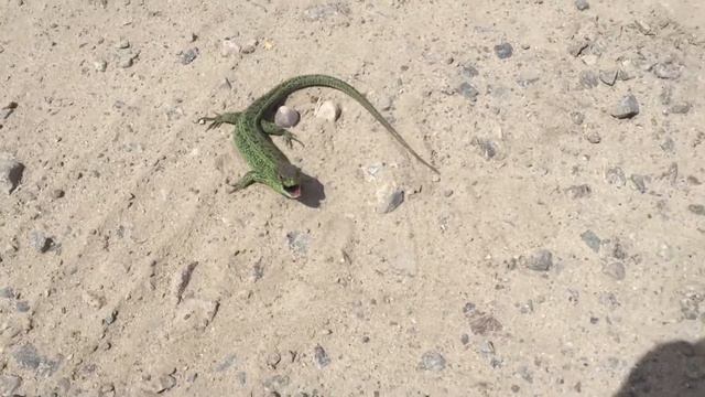 Злая зелёная ящерица. смотреть онлайн