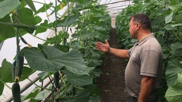 Лучшее от Seminis: корнишон Мадрилене во втором обороте смотреть онлайн
