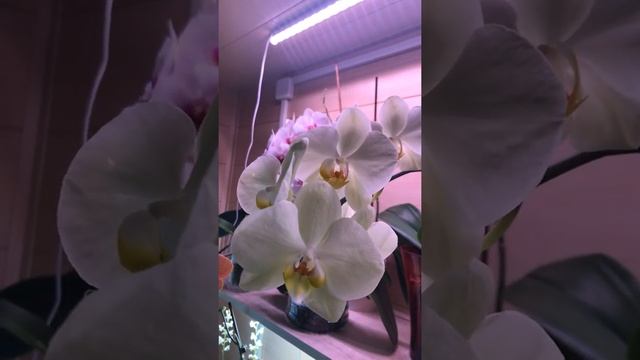 Цветение орхидей на 15 октября2020года смотреть онлайн