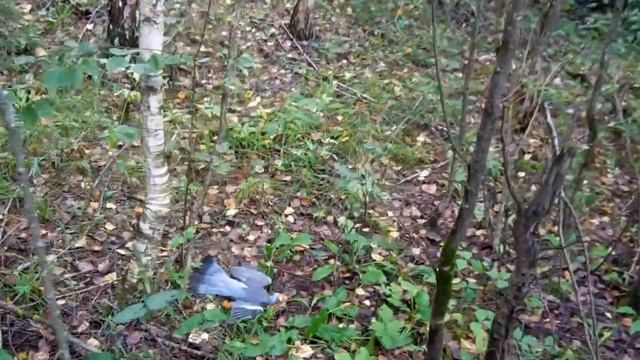 Дратхаар Эрик, стойка по подранку голубя смотреть онлайн