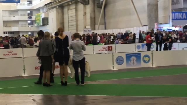 28.04.2018 CACIB-FCI Golden gate/Золотые ворота ринг Siberian Husky Кобели ИНТЕРМЕДИА смотреть онлайн