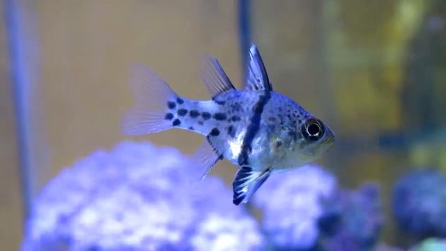 Необычная рыба -- кардинал круговой (Sphaeramia orbicularis). смотреть онлайн