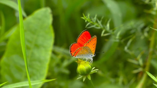 🦋Butterfly Music.🦋 Flowers And Batterflies In 4K.🦋 Music For Every Day.