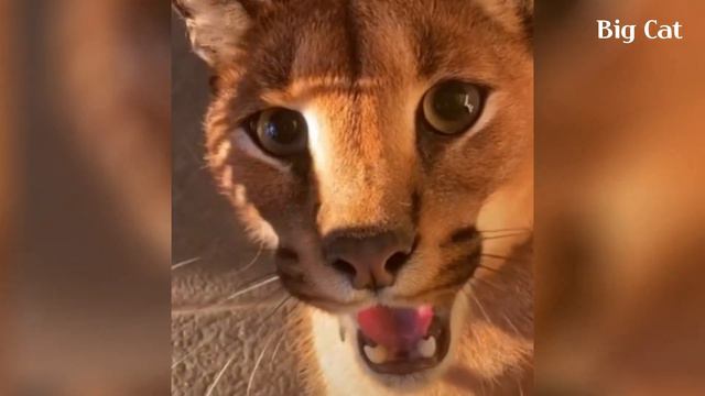 Wild Caracal Pumba's Hissing Compilation смотреть онлайн