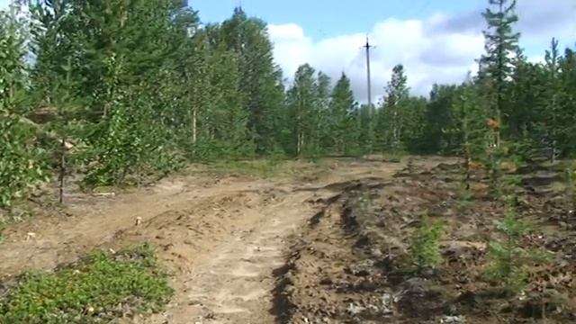 Грибная охота. смотреть онлайн
