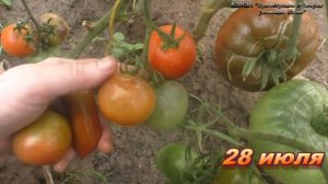 Иван да Марья двухцветный томат когда не спелый