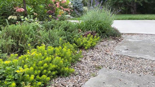 Lavender Super Blue and Firewitch Dianthus Plants смотреть онлайн