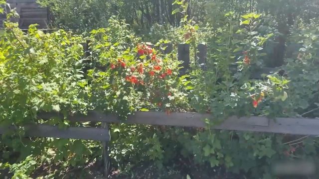 Как леди серебряного возраста проводят свой досуг на любимых дачах? смотреть онлайн