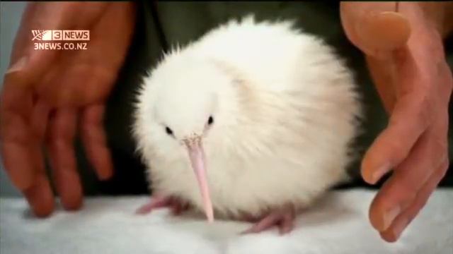 2011-12-22 - 3NEWS - RARE WHITE KIWI HATCHES смотреть онлайн