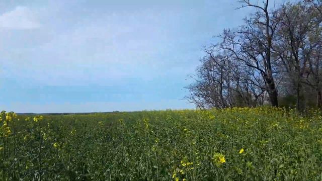Украина | Цветёт рапс | 388. 00 смотреть онлайн