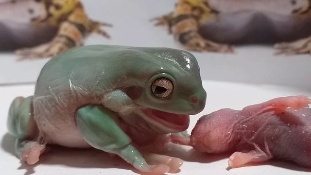 древесная лягушка почистилась / знакомится с новой едой / живое кормление смотреть онлайн