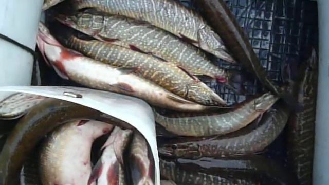 Серебрянское одохранилище смотреть онлайн