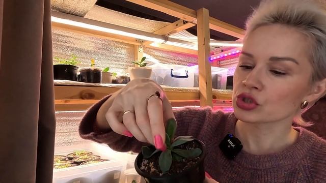 ЭУСТОМА.ОБЯЗАТЕЛЬНАЯ ПРИЩИПКА ЭУСТОМЫ,НЕ ПРОПУСТИТЕ ЭТОТ МОМЕНТ. смотреть онлайн