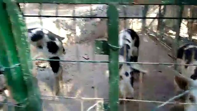 Черно-белые свинки в вольере зоопаркаI8(916)702-11-08 Москва смотреть онлайн