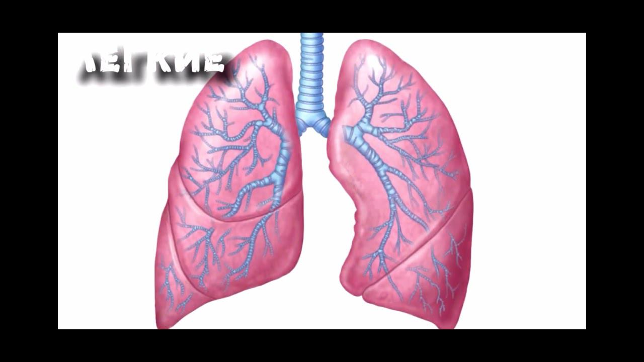 reference 3d human смотреть онлайн