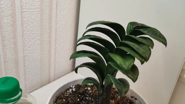 ЗАМИОКУЛЬКАС ЗЕНЗИ пересадка, правильный грунт для ЗАНЗИБАР, размножение, удобрения, ВСЕ СЕКРЕТЫ смотреть онлайн