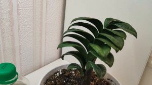 ЗАМИОКУЛЬКАС ЗЕНЗИ пересадка, правильный грунт для ЗАНЗИБАР, размножение, удобрения, ВСЕ СЕКРЕТЫ