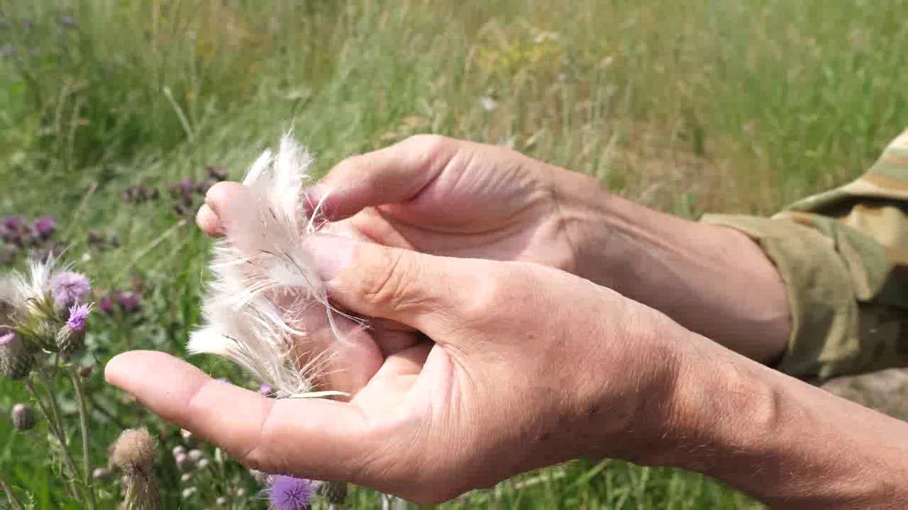 Кардаг(ТРАВЫ) Залмысыф - лопух смотреть онлайн