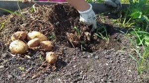 Как выросла  картошка из очистков!