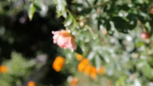 Органическое земледелие по Геннадию Распопову, результаты радуют.